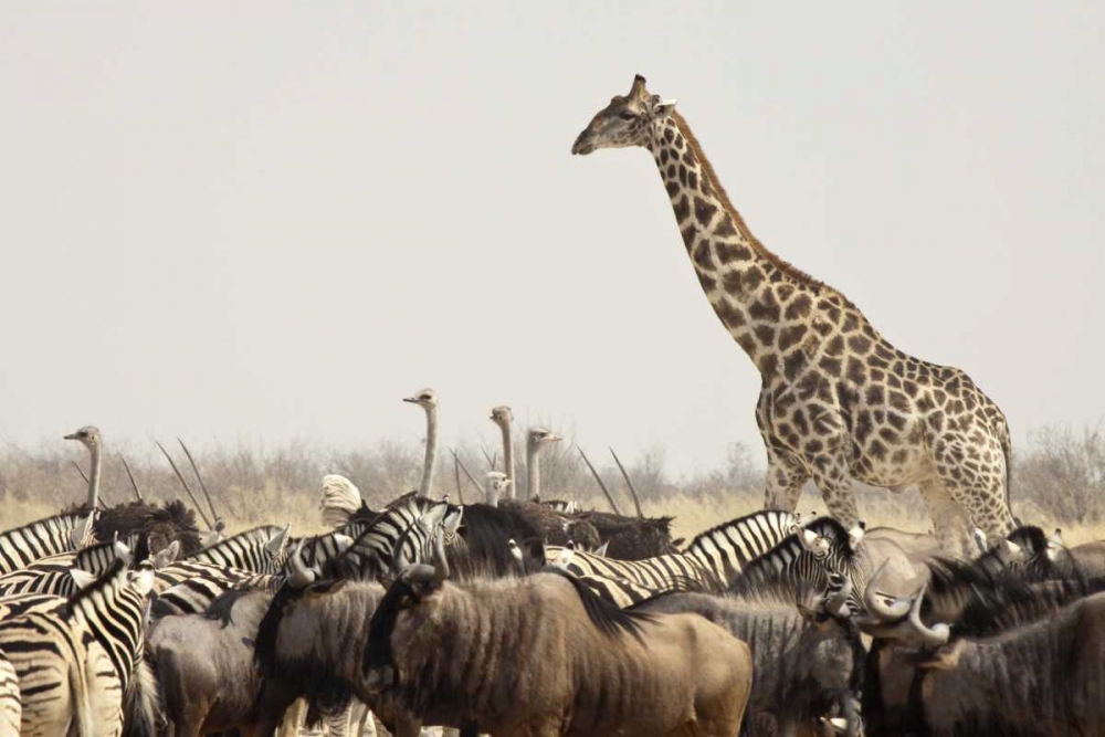 Namibia, Etosha NP Animals at a waterhole